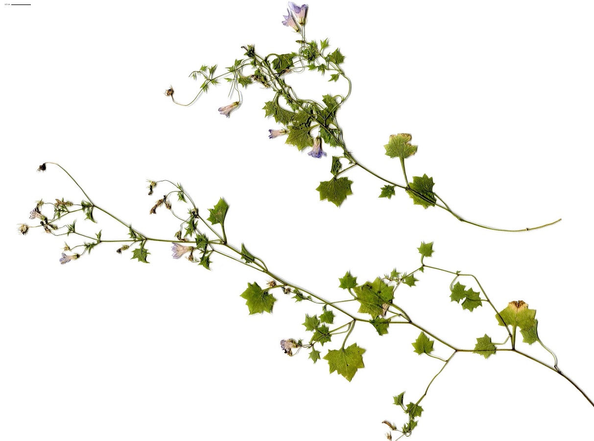 Wahlenbergia hederacea (Campanulaceae)